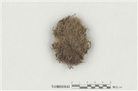 藏品(白髮苔屬)的圖片